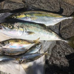 ジグサビキと泳がせ釣り